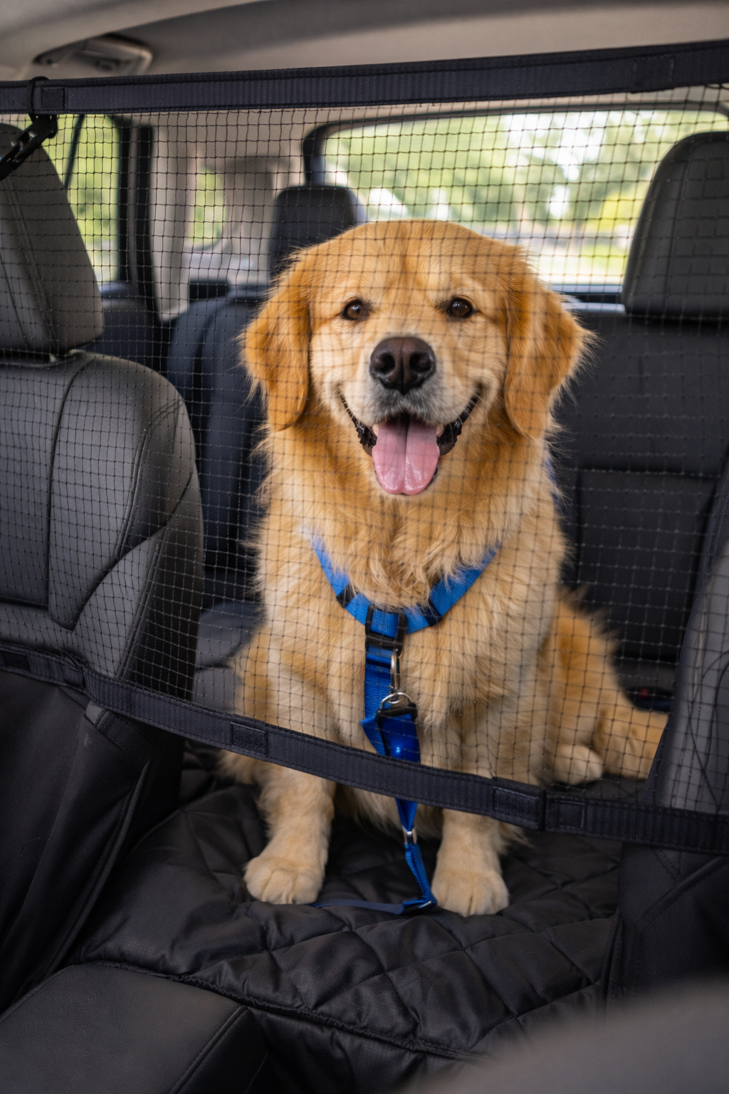 7 Must-Have Travel Accessories for Dogs in the Car