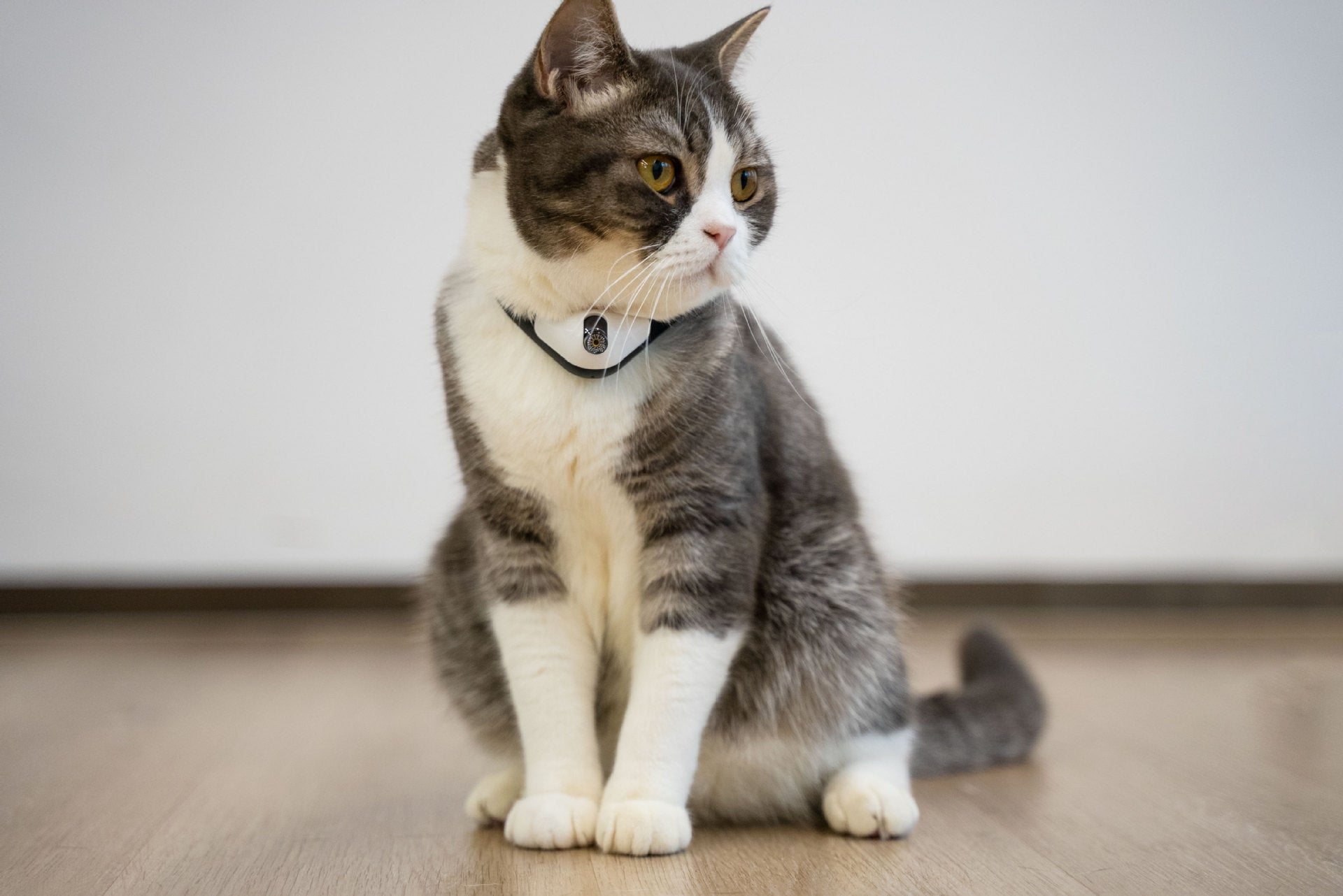 The New  Mobile Laser Cat Toy